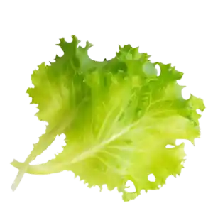 in n out lettuce